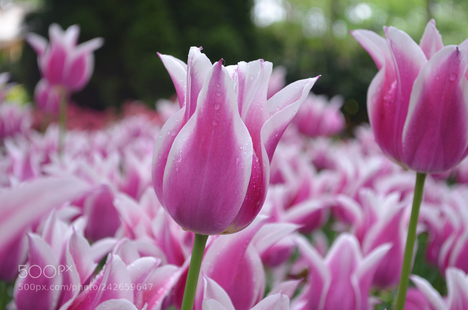 Nikon D5100 sample photo. Blooming beauty photography