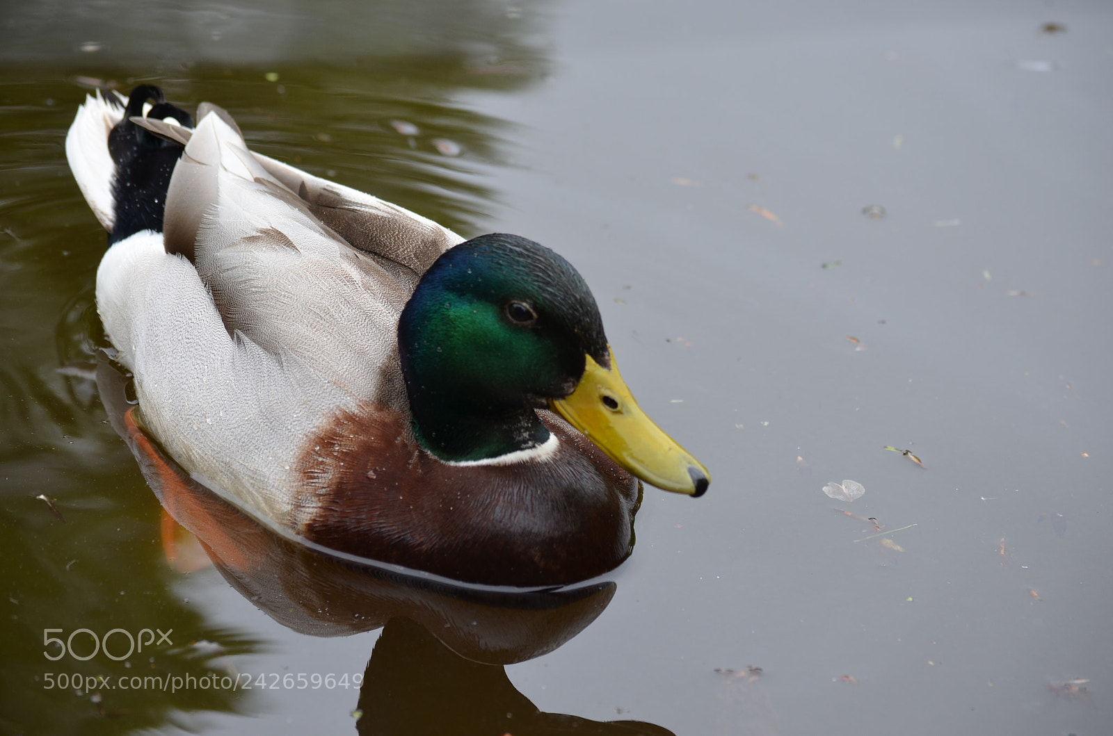 Nikon D5100 sample photo. Keep calm work hard photography