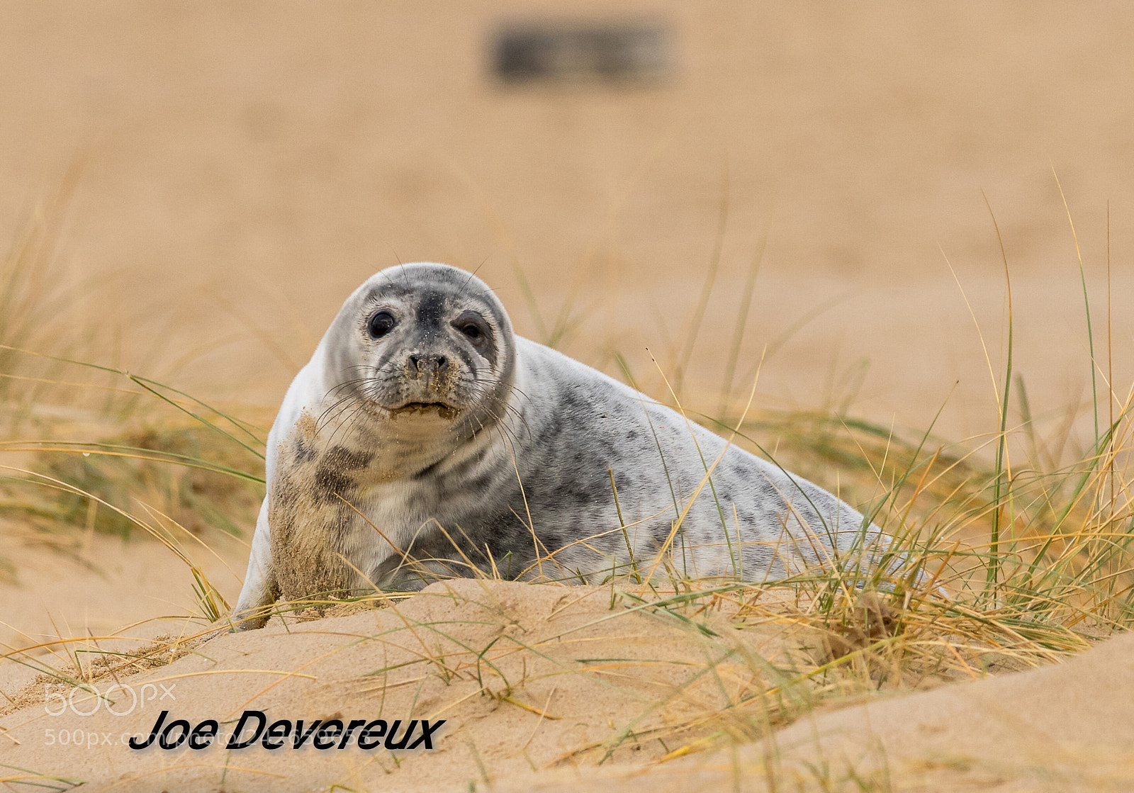 Canon EOS 7D Mark II sample photo. Seal pup photography