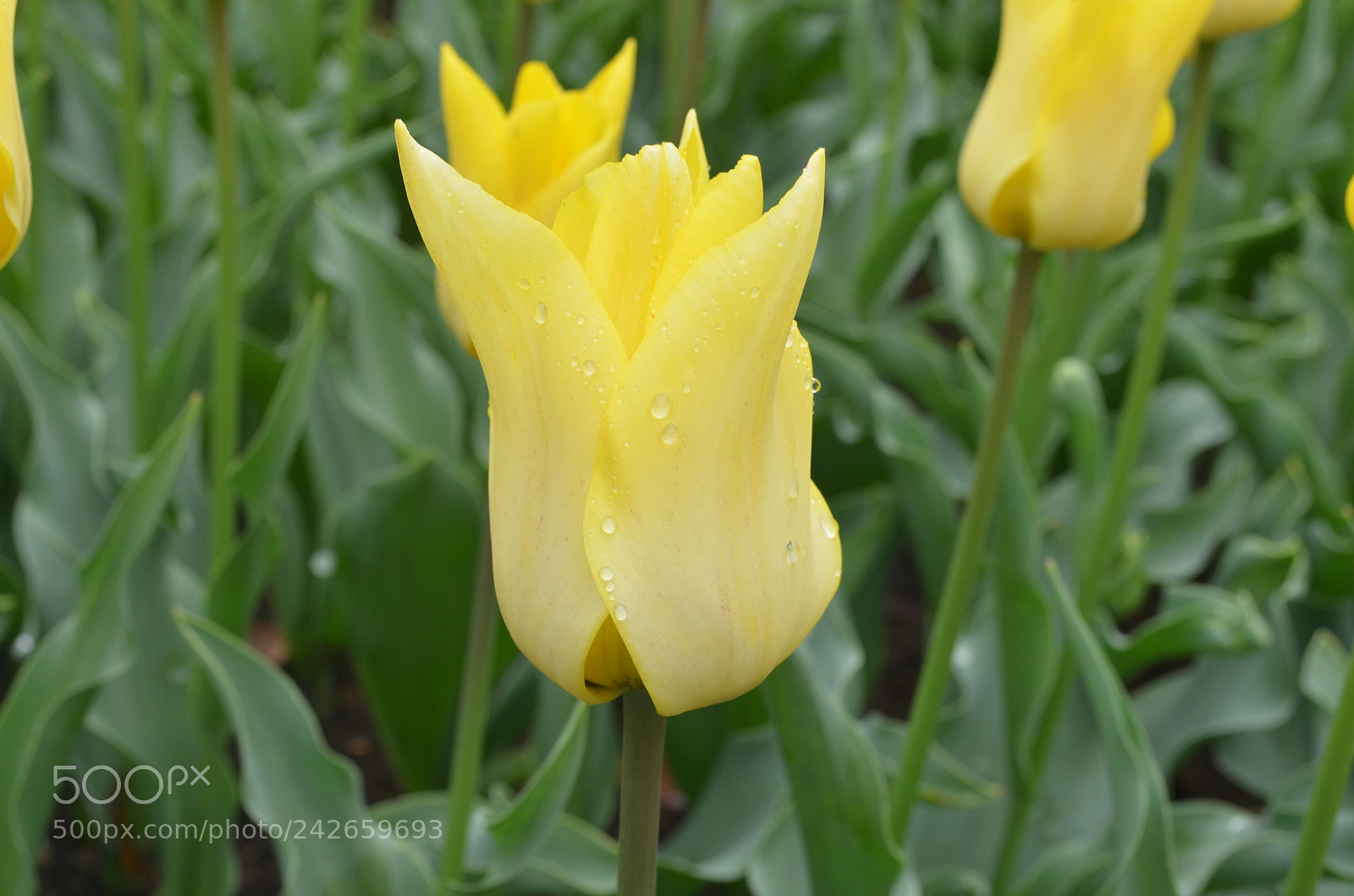 Nikon D5100 sample photo. Blooming beauty photography
