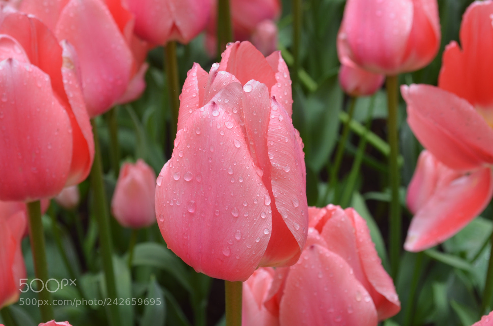 Nikon D5100 sample photo. Blooming beauty photography