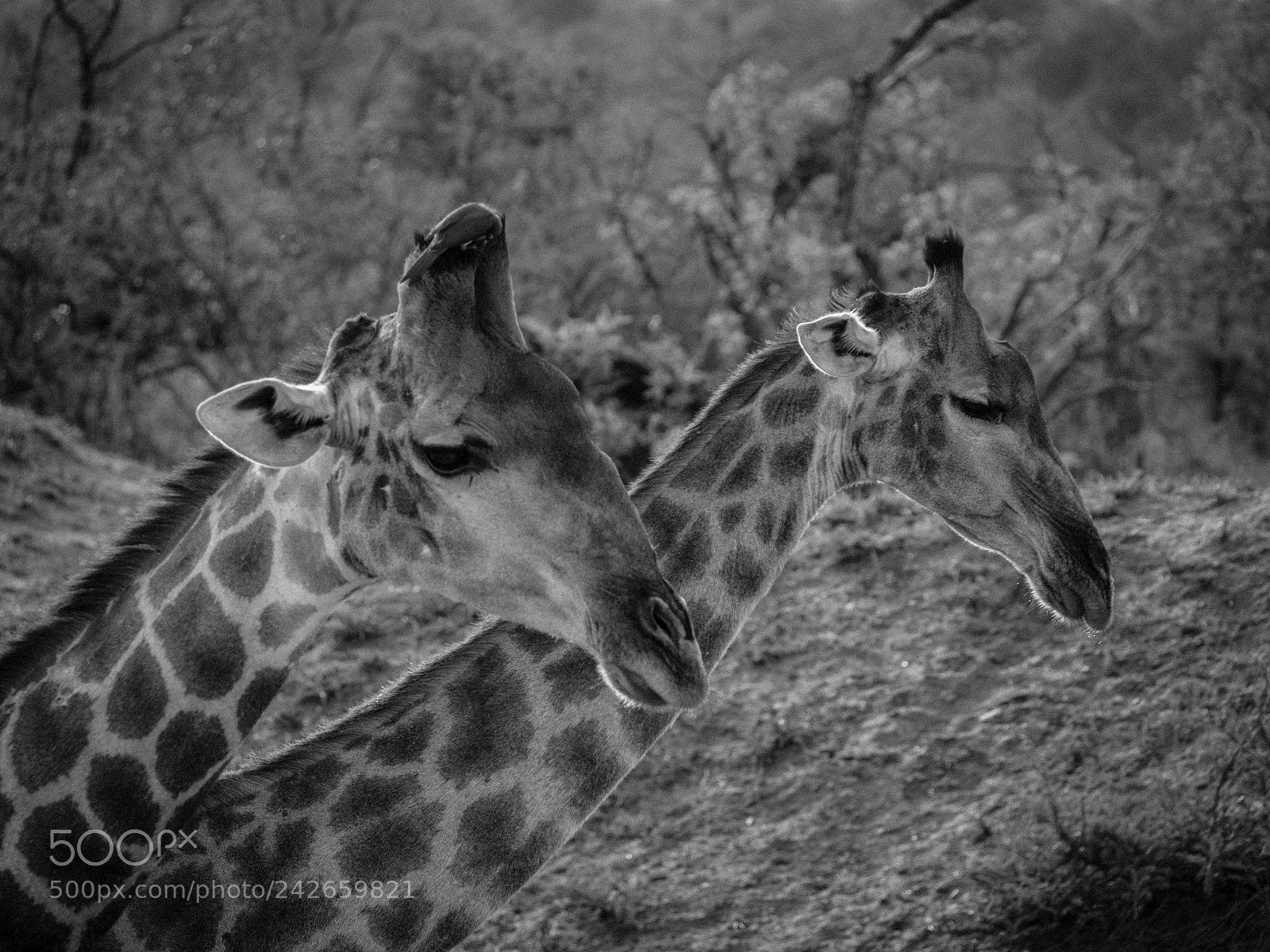 Panasonic Lumix DMC-GX8 sample photo. Twinned giraffes photography