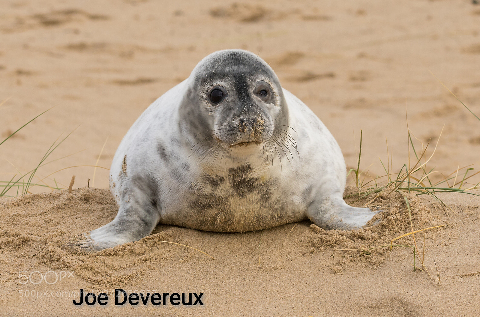 Canon EOS 7D Mark II sample photo. Seal pup photography