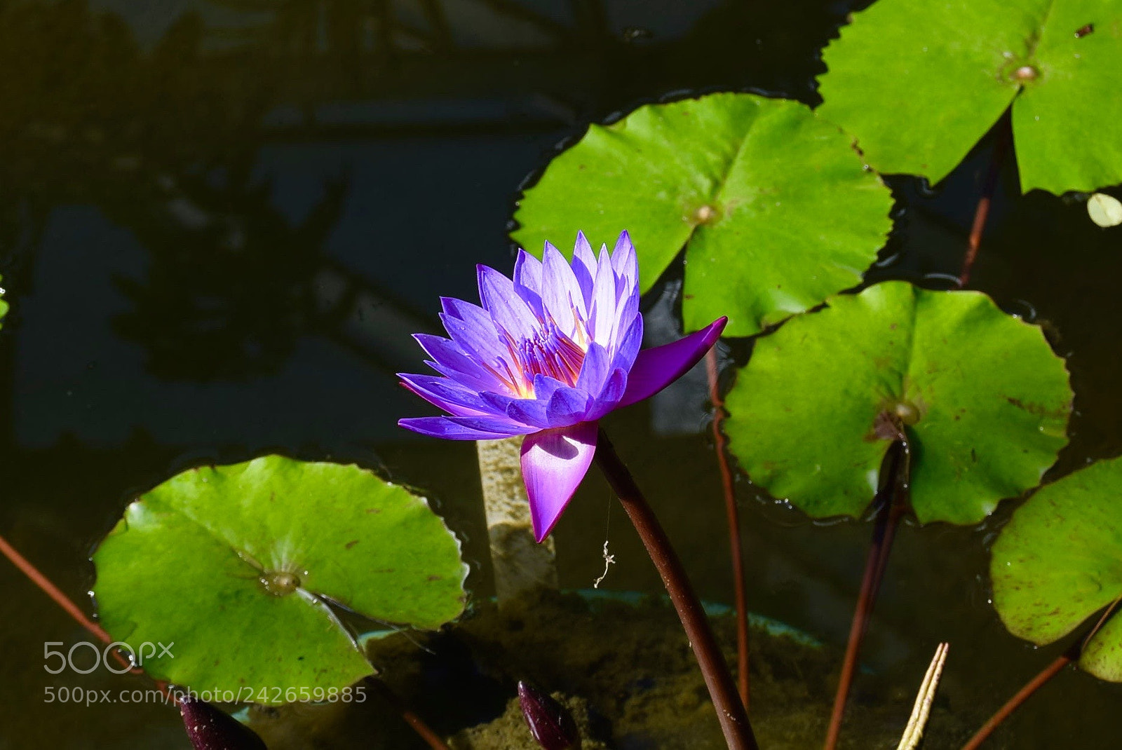 Nikon D3300 sample photo. Purple lotus photography