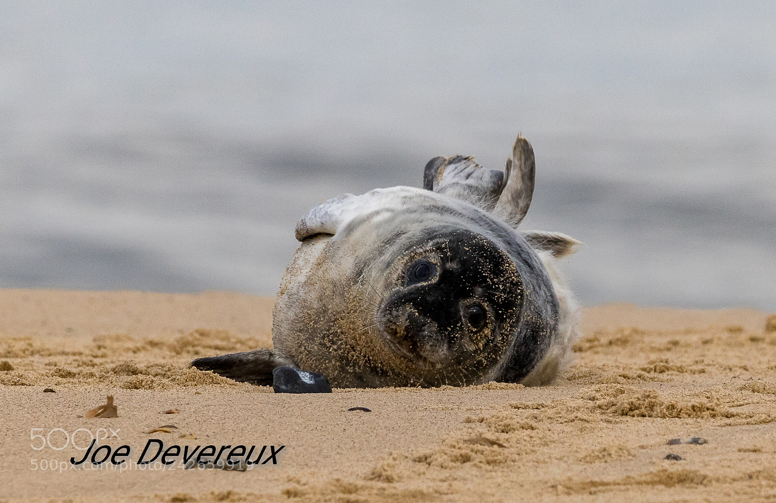 Canon EOS 7D Mark II sample photo. Seal pup photography