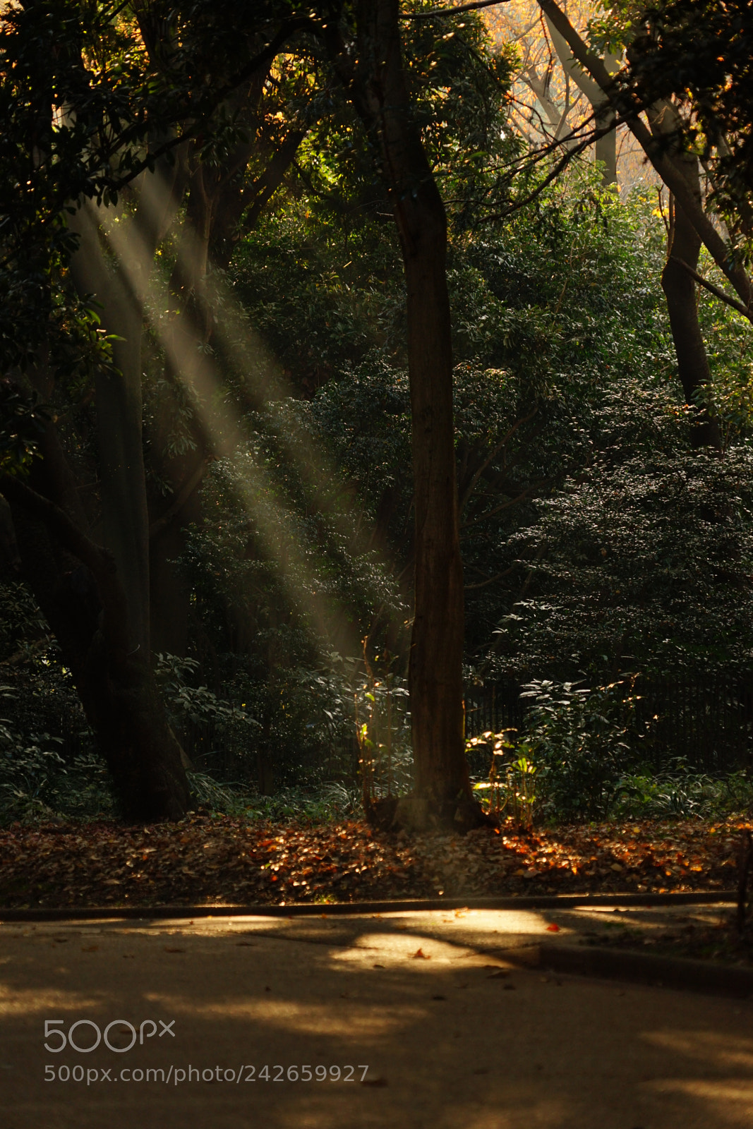 Sony a7 II sample photo. Shinjuku gyoen，tokyo photography