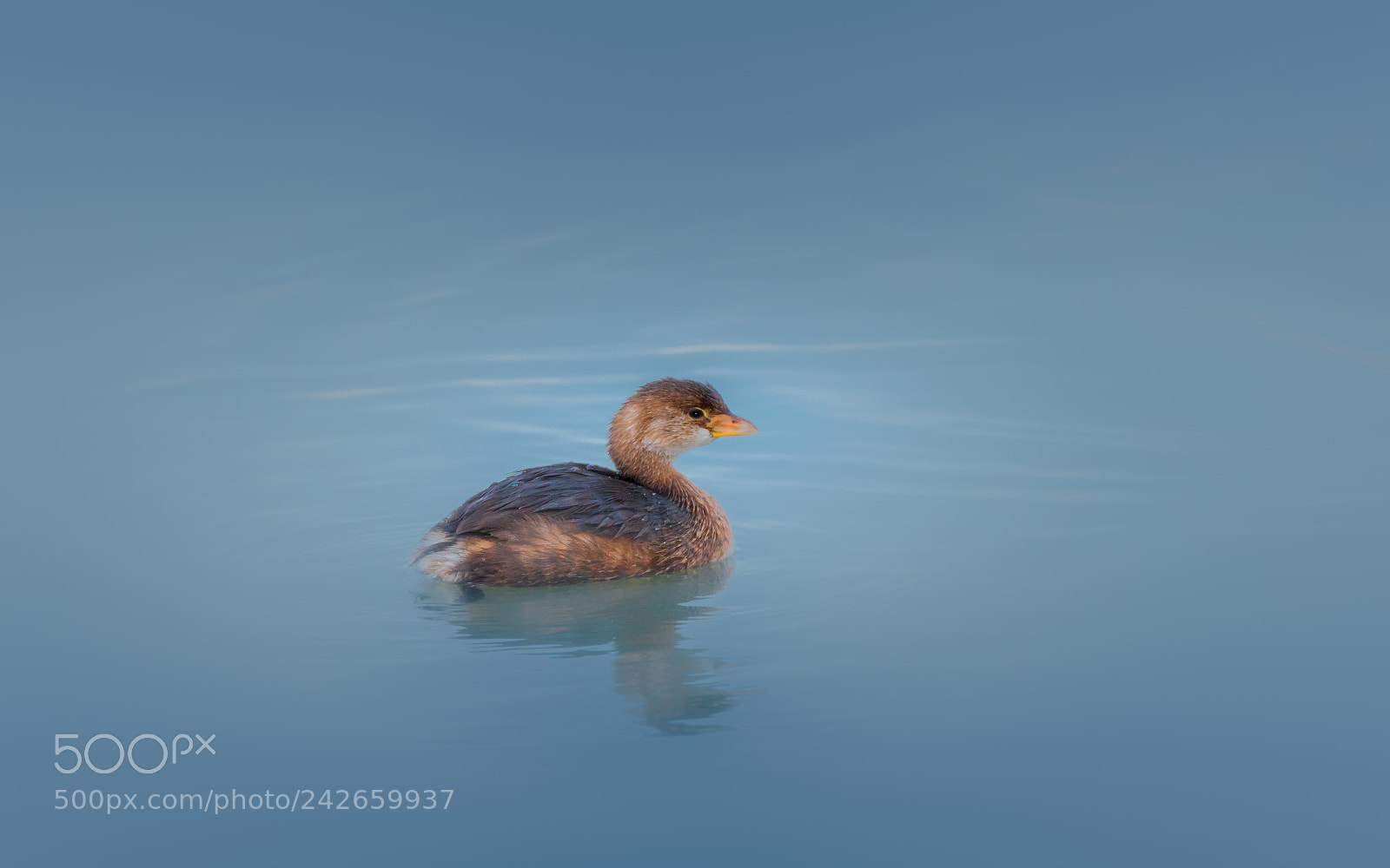 Canon EOS 7D Mark II sample photo. Lonely grebe photography