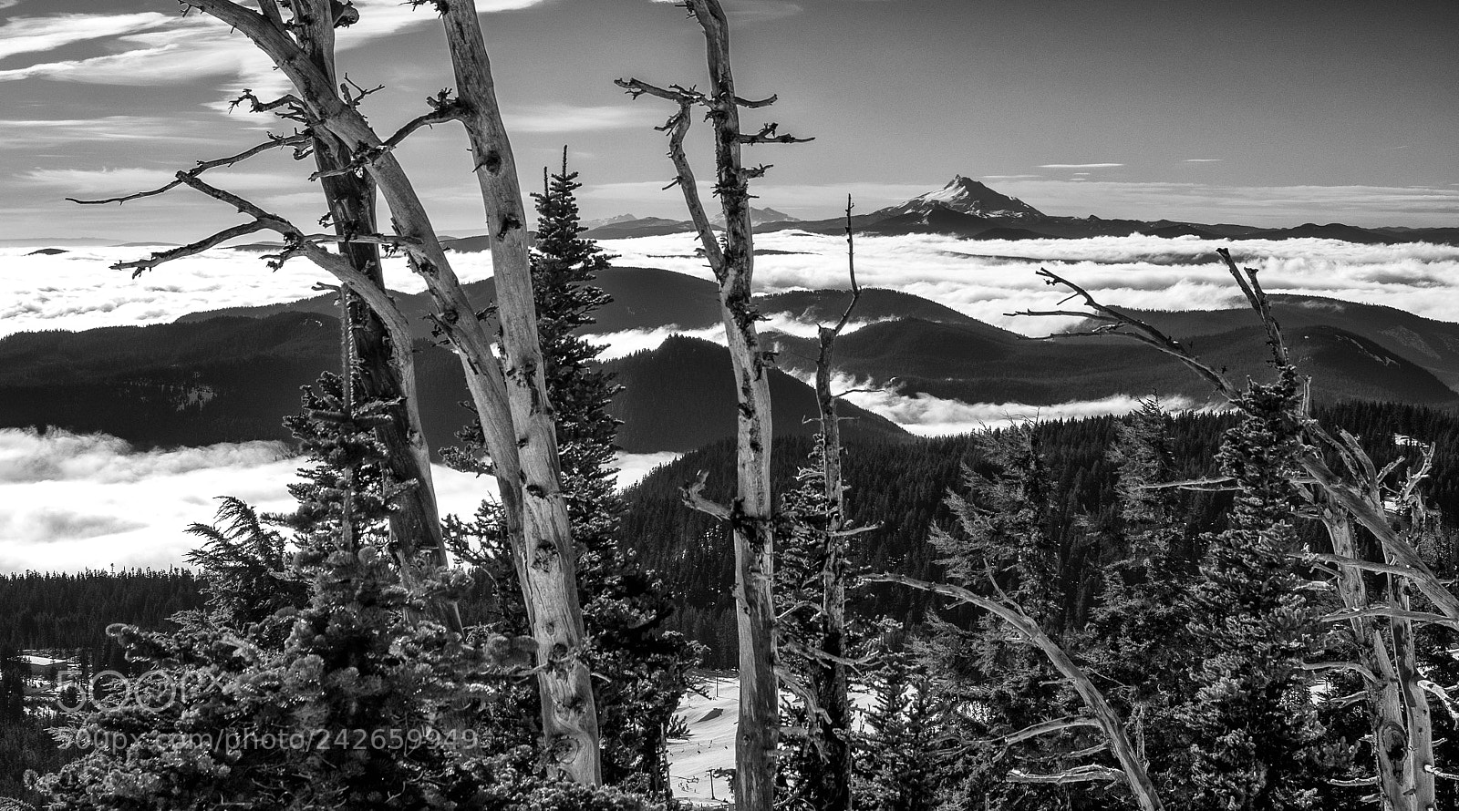 Olympus OM-D E-M1 sample photo. Mt hood meadows photography