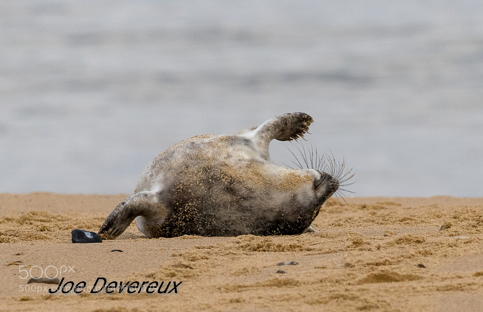 Canon EOS 7D Mark II sample photo. Seal pup photography