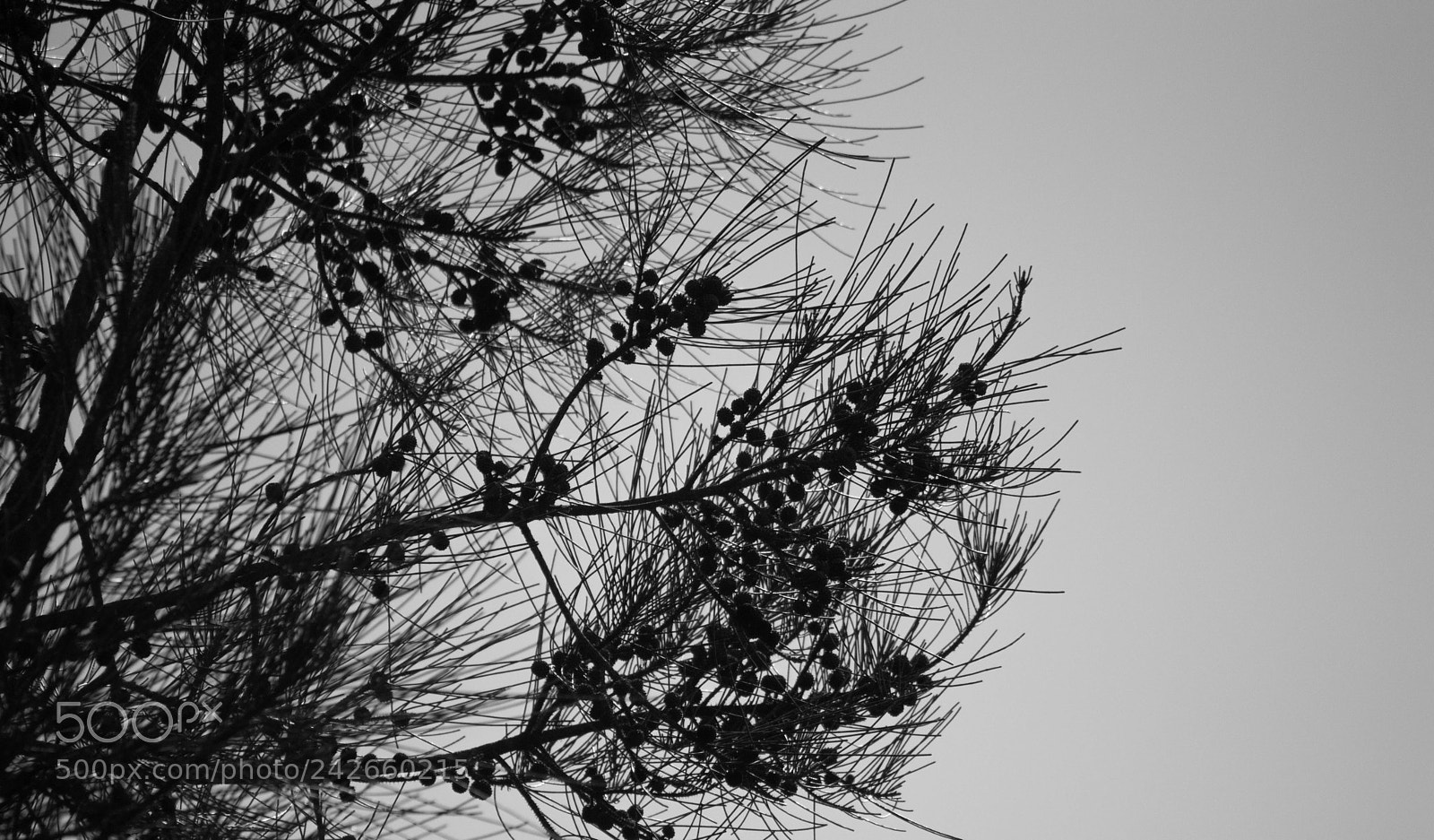 Nikon D3200 sample photo. B//w trees photography