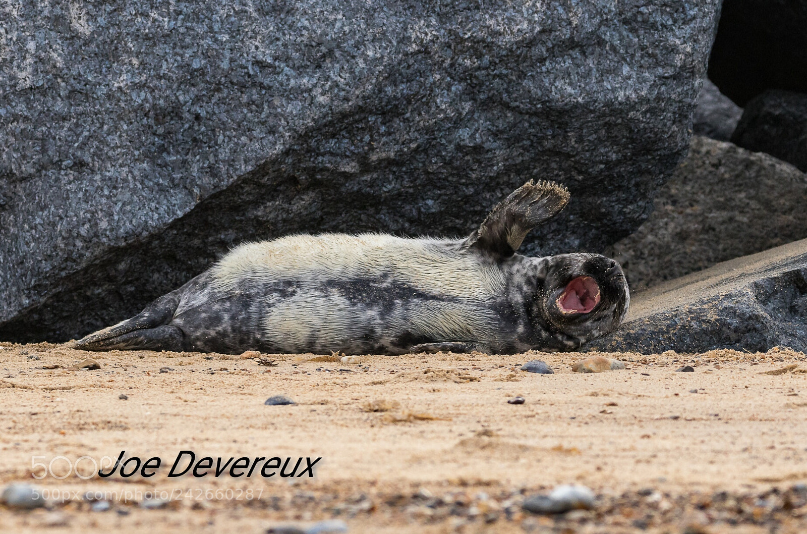 Canon EOS 7D Mark II sample photo. Seal pup photography