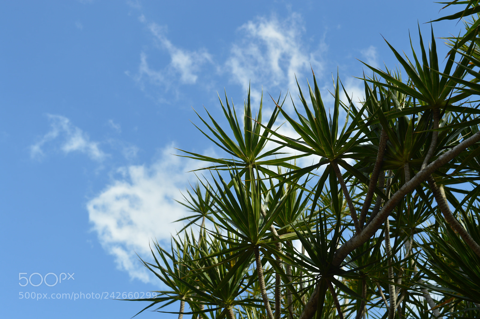Nikon D3200 sample photo. Flower sky photography