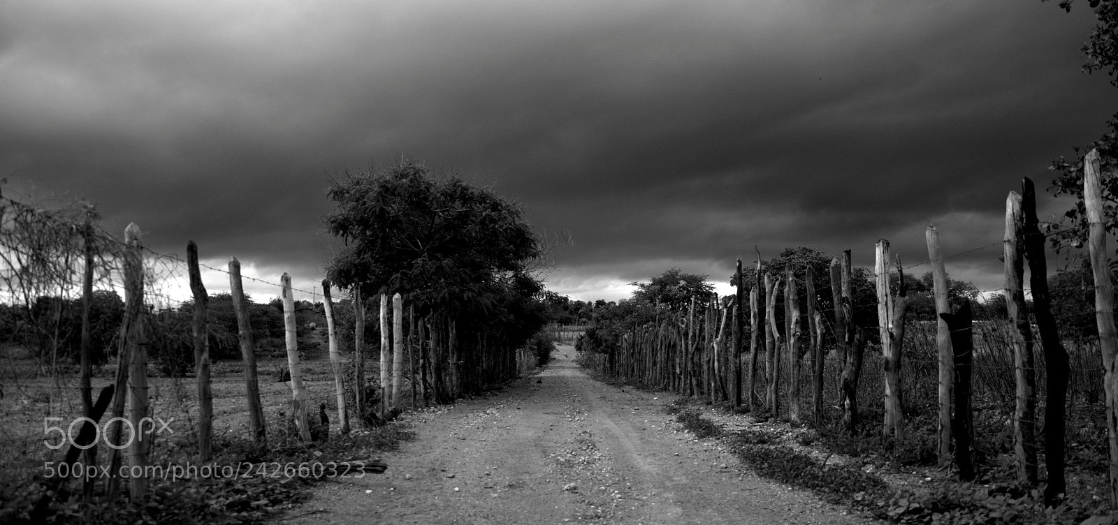 Nikon D5100 sample photo. Chuva no semi rido photography