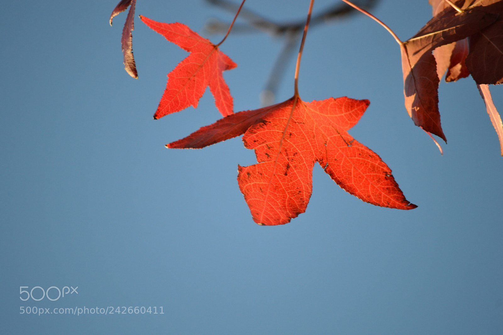 Nikon D3200 sample photo. Orange leaf photography