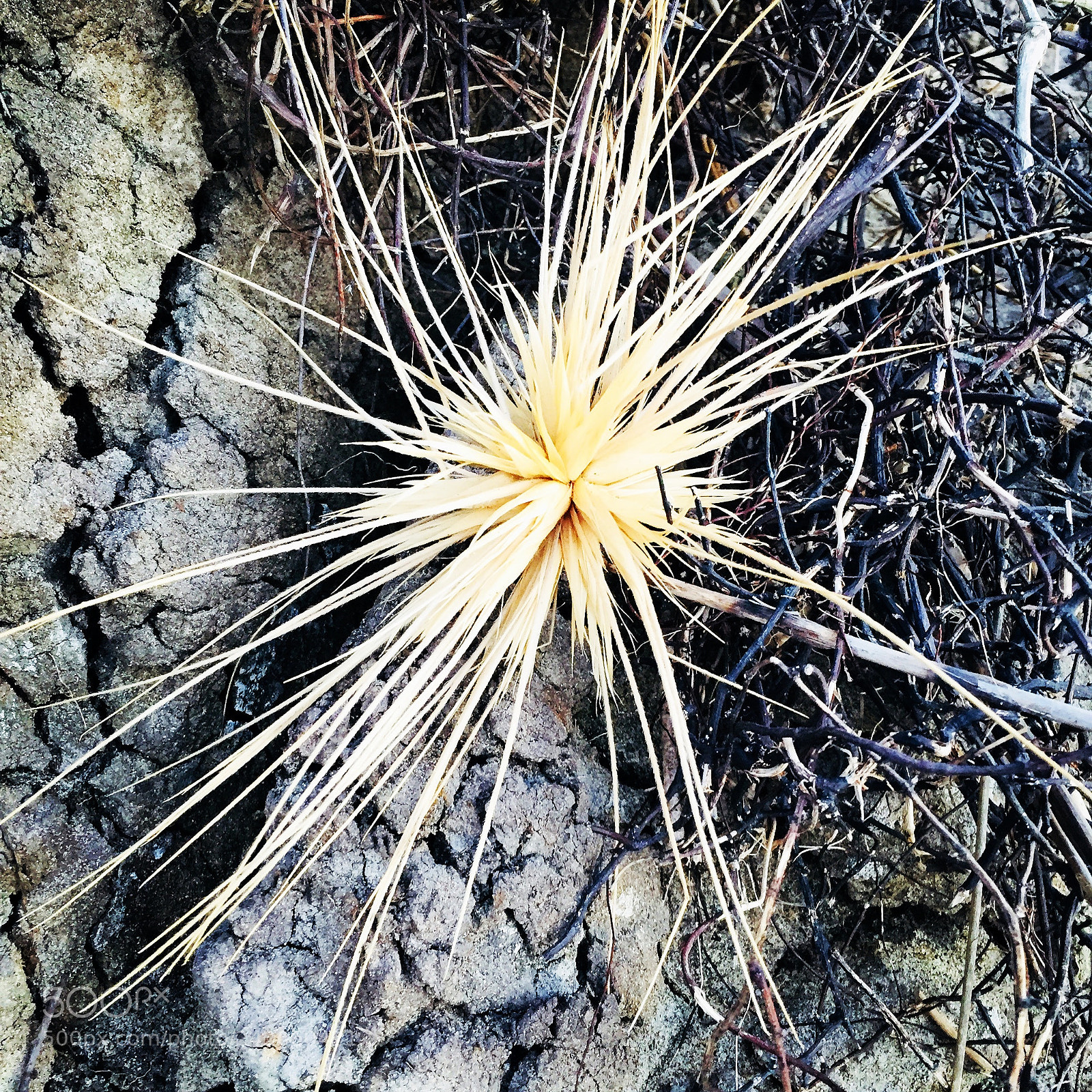Apple iPhone 6 sample photo. Nature photography