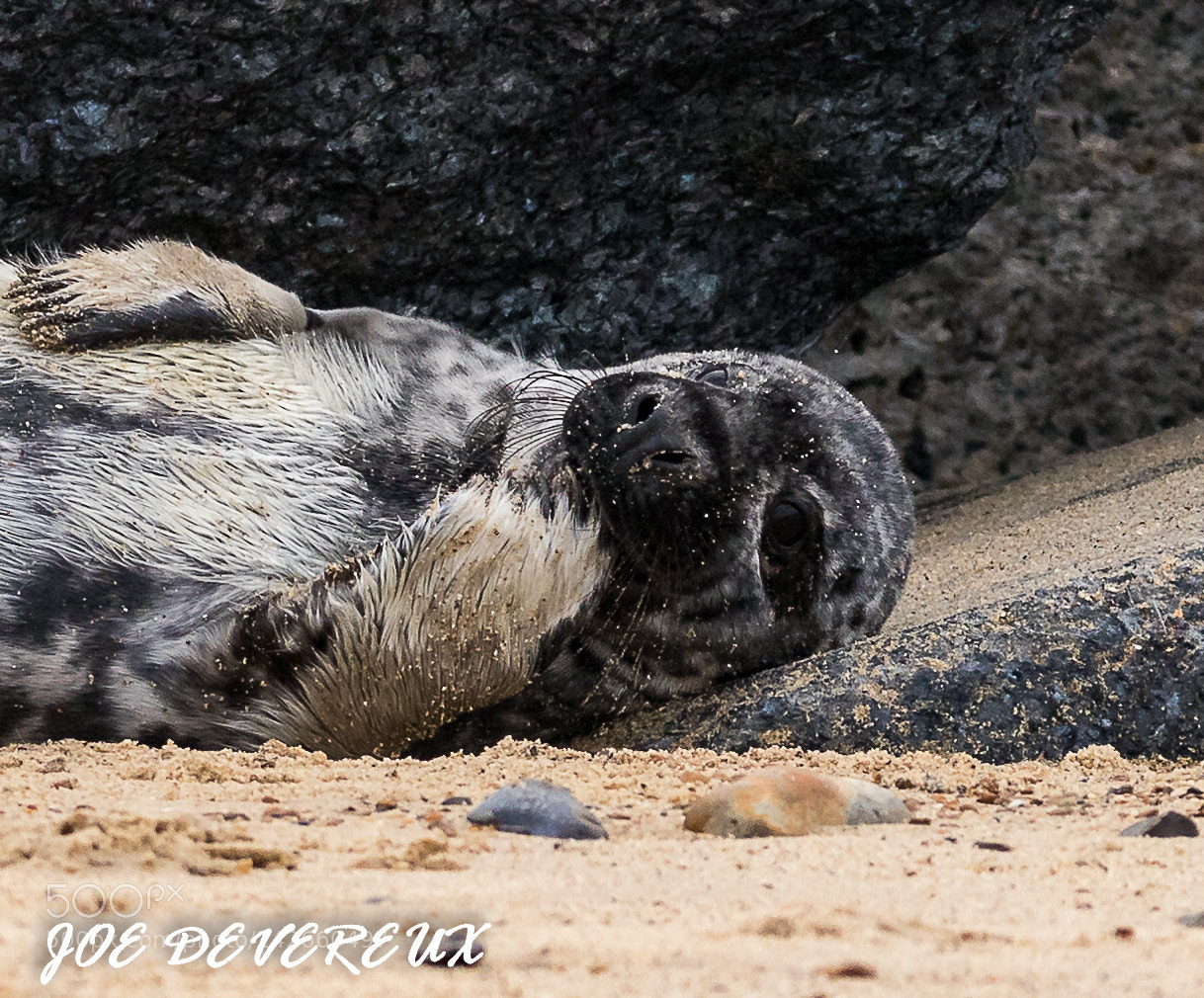 Canon EOS 7D Mark II sample photo. Seal pup photography