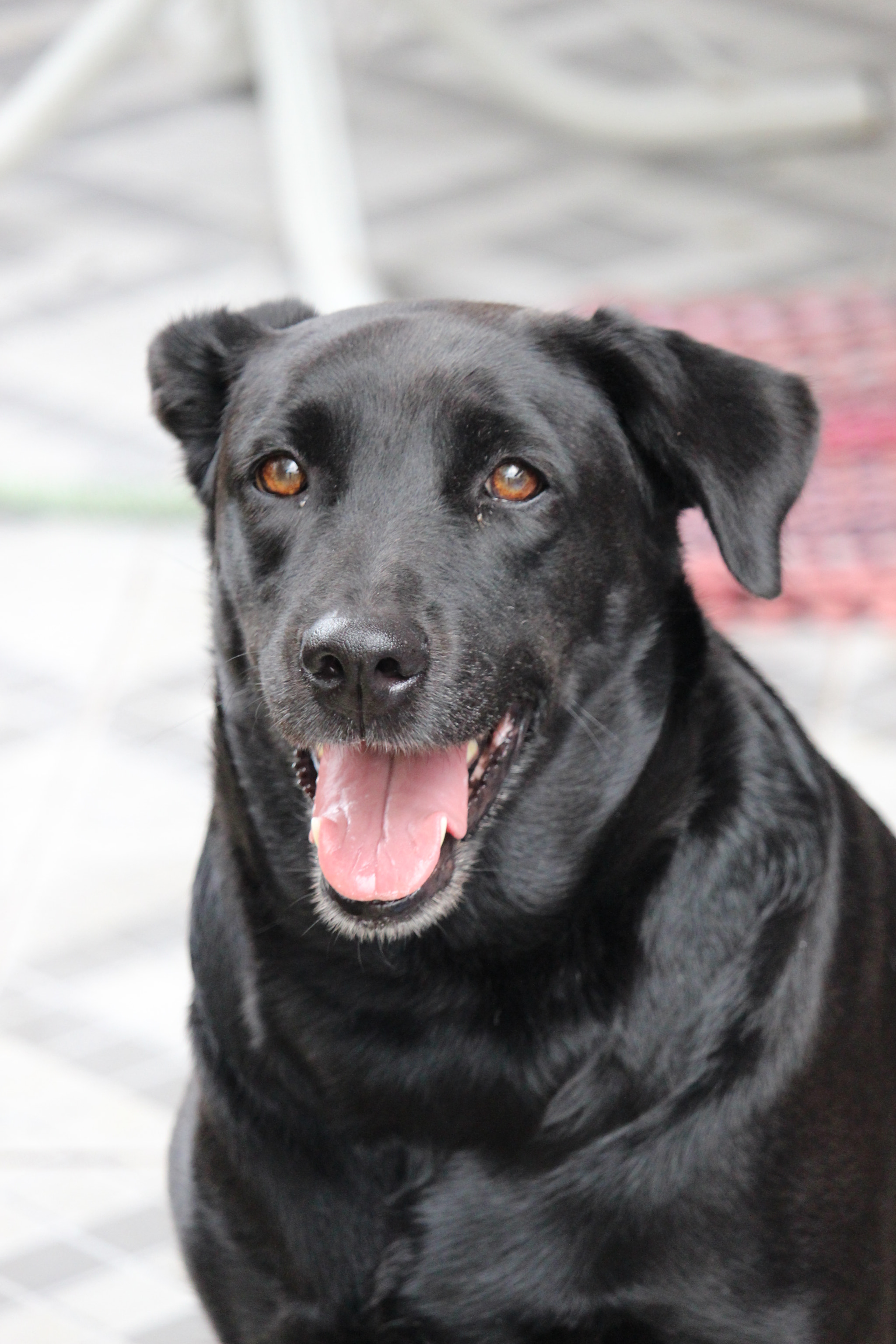 Canon EF-S 55-250mm F4-5.6 IS STM sample photo. Laika photography