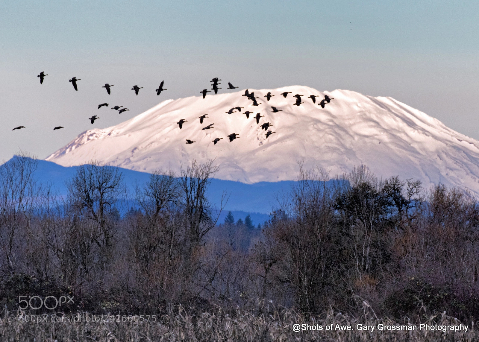 Canon EOS 7D Mark II sample photo. Geese over st. helens photography