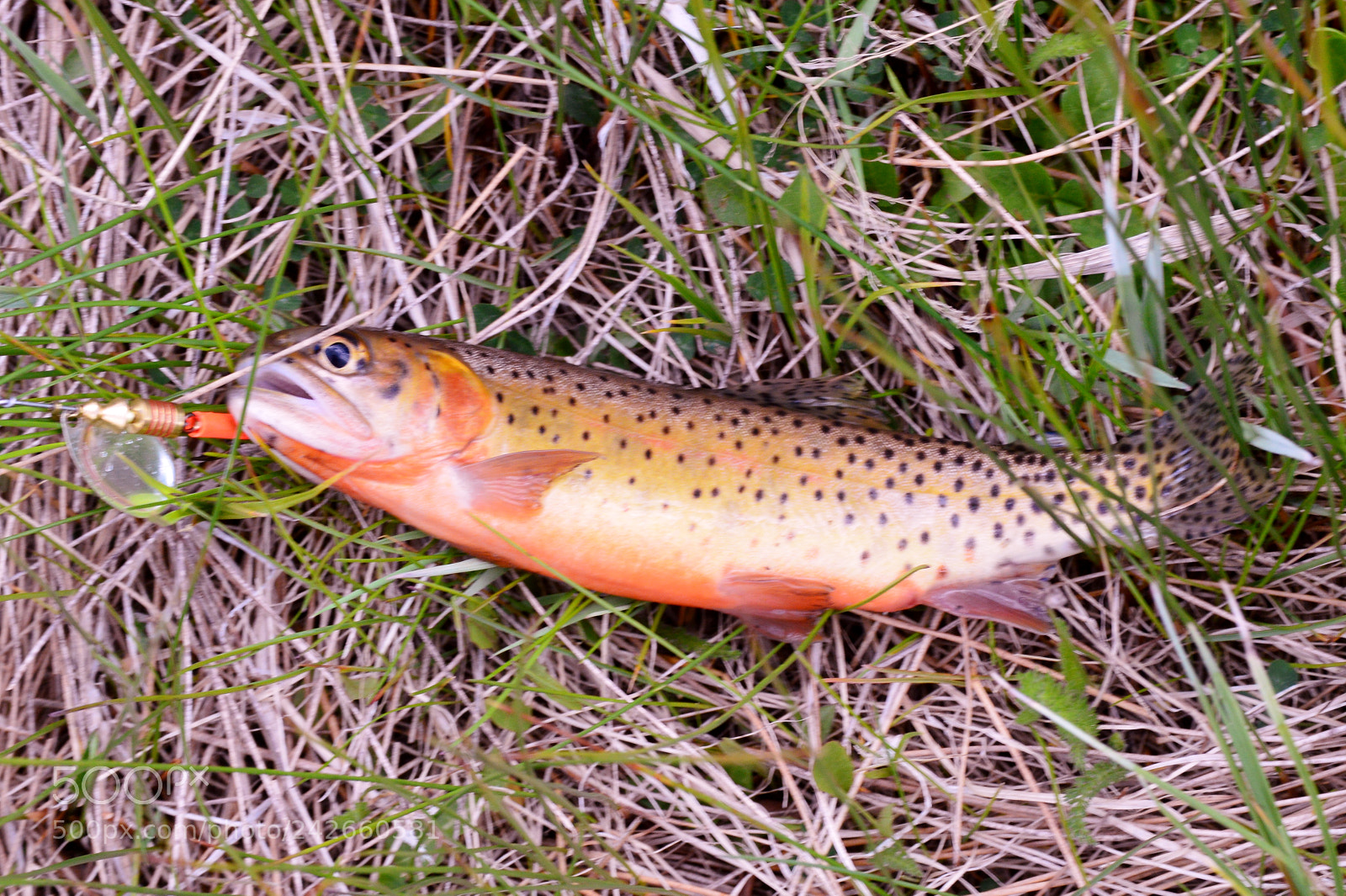Nikon D3200 sample photo. Colorado greenback cutthroat trout. photography