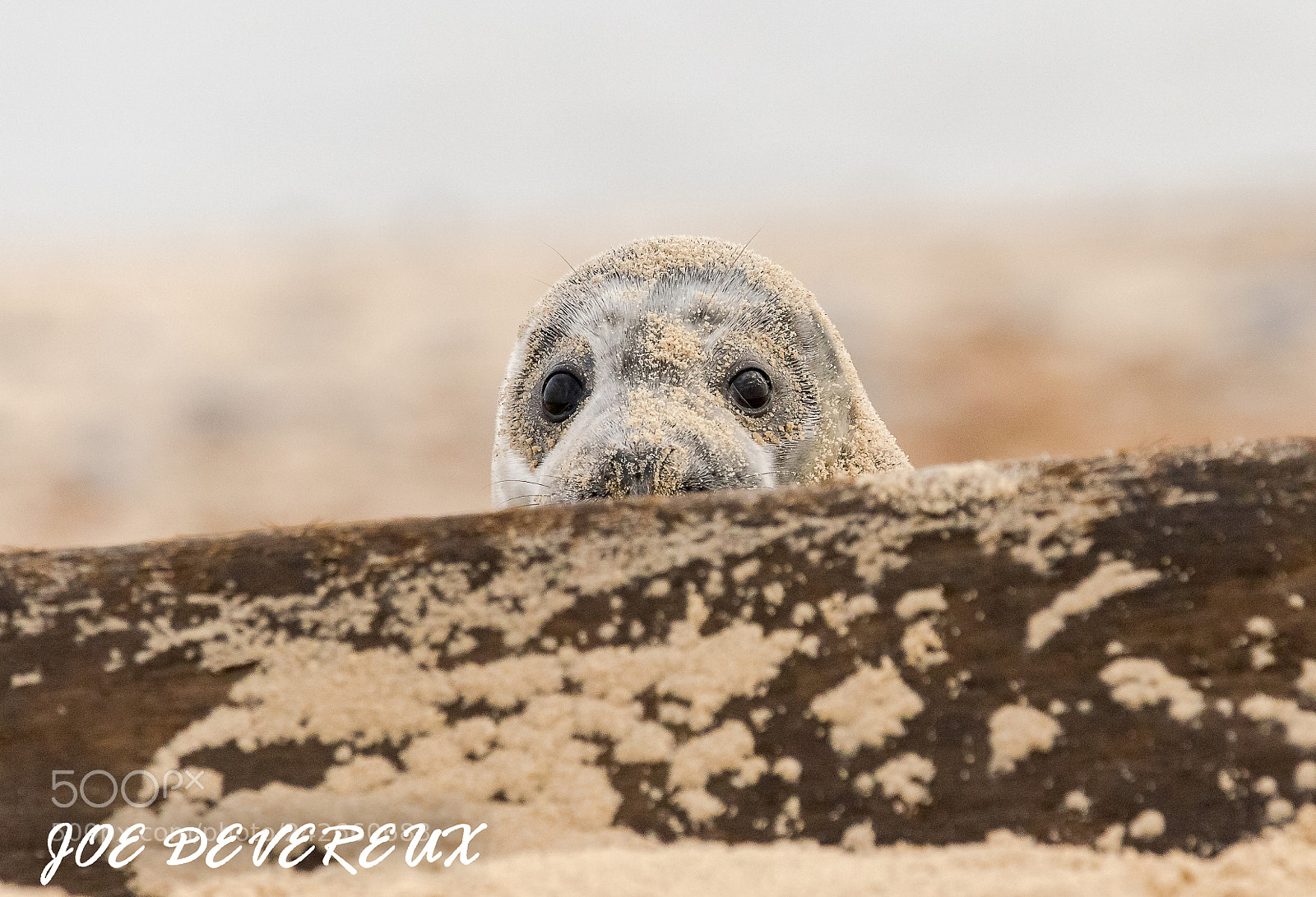 Canon EOS 7D Mark II sample photo. Seal pup peeping photography