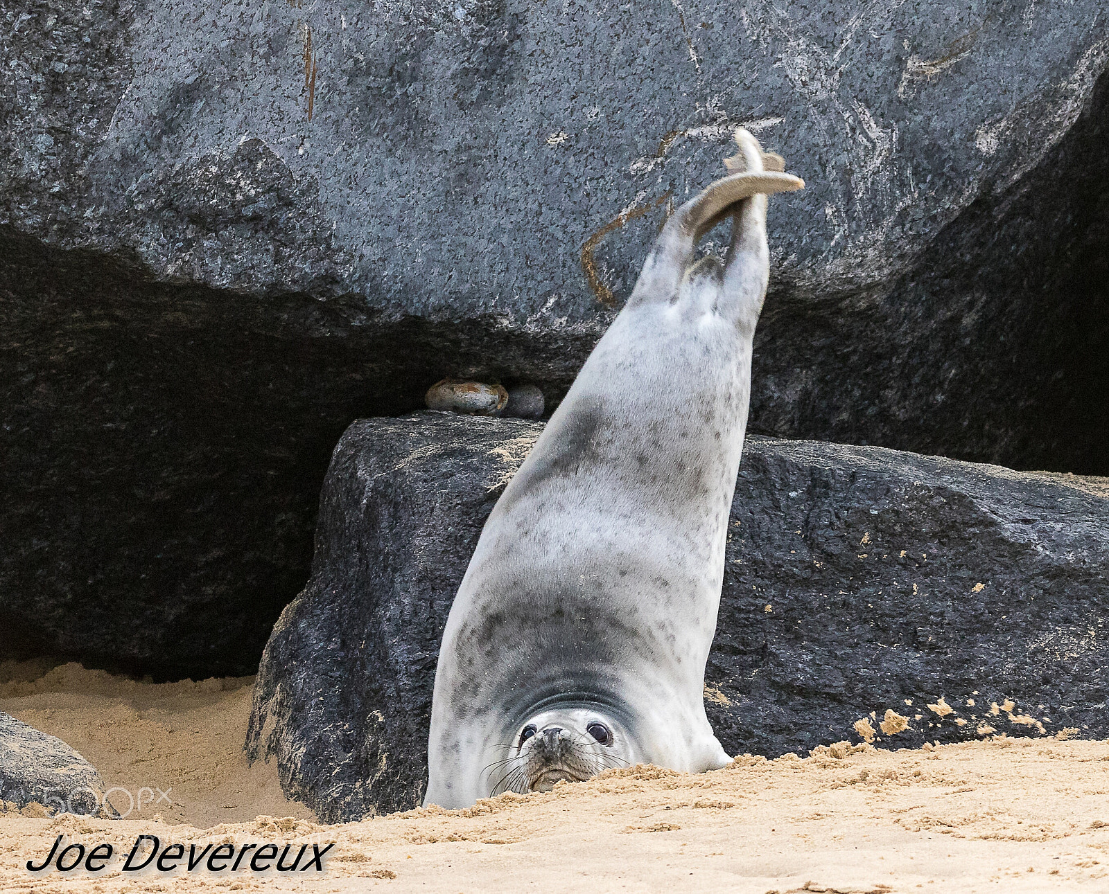 Canon EOS 7D Mark II sample photo. Seal pup photography