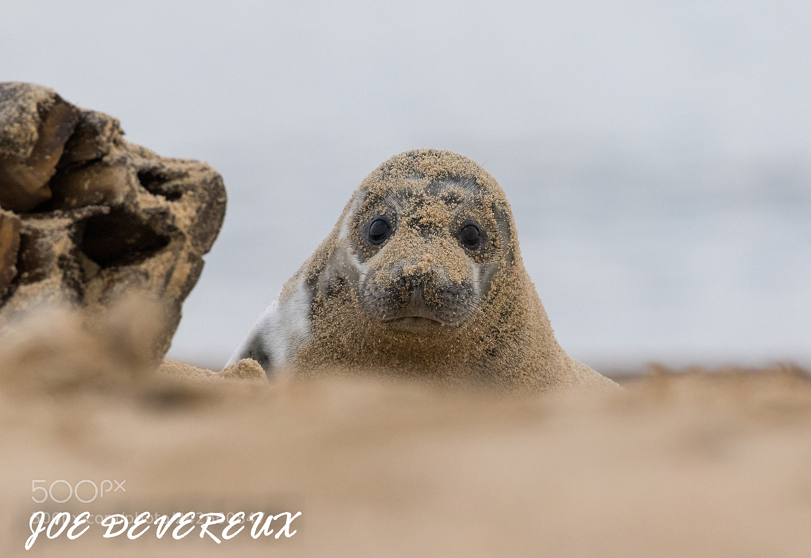 Canon EOS 7D Mark II sample photo. Seal pup photography