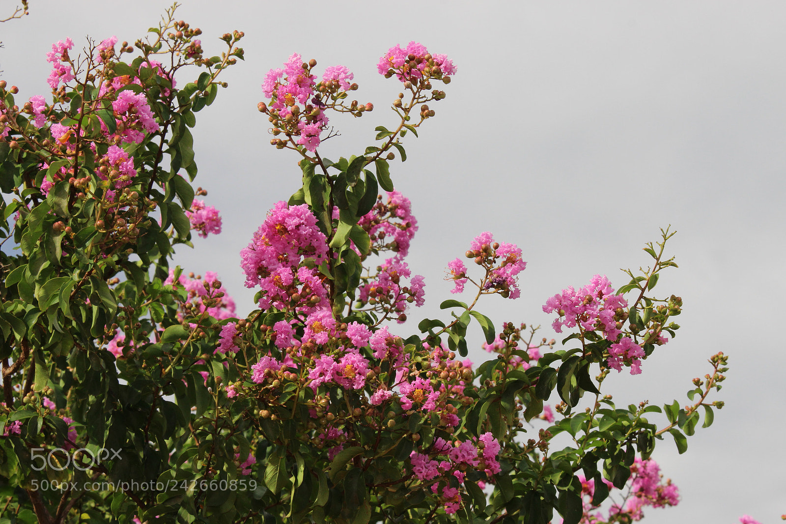 Canon EOS 700D (EOS Rebel T5i / EOS Kiss X7i) sample photo. Small flowers photography