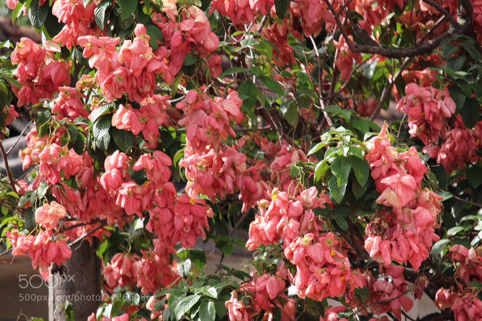 Canon EOS 700D (EOS Rebel T5i / EOS Kiss X7i) sample photo. Pink flowers photography