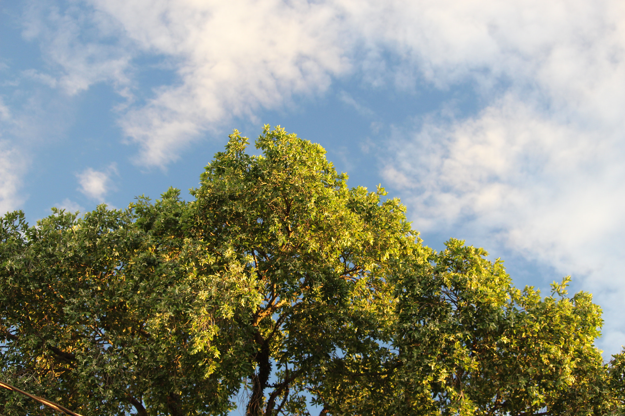 Canon EF-S 55-250mm F4-5.6 IS STM sample photo. Blue sky old tree photography