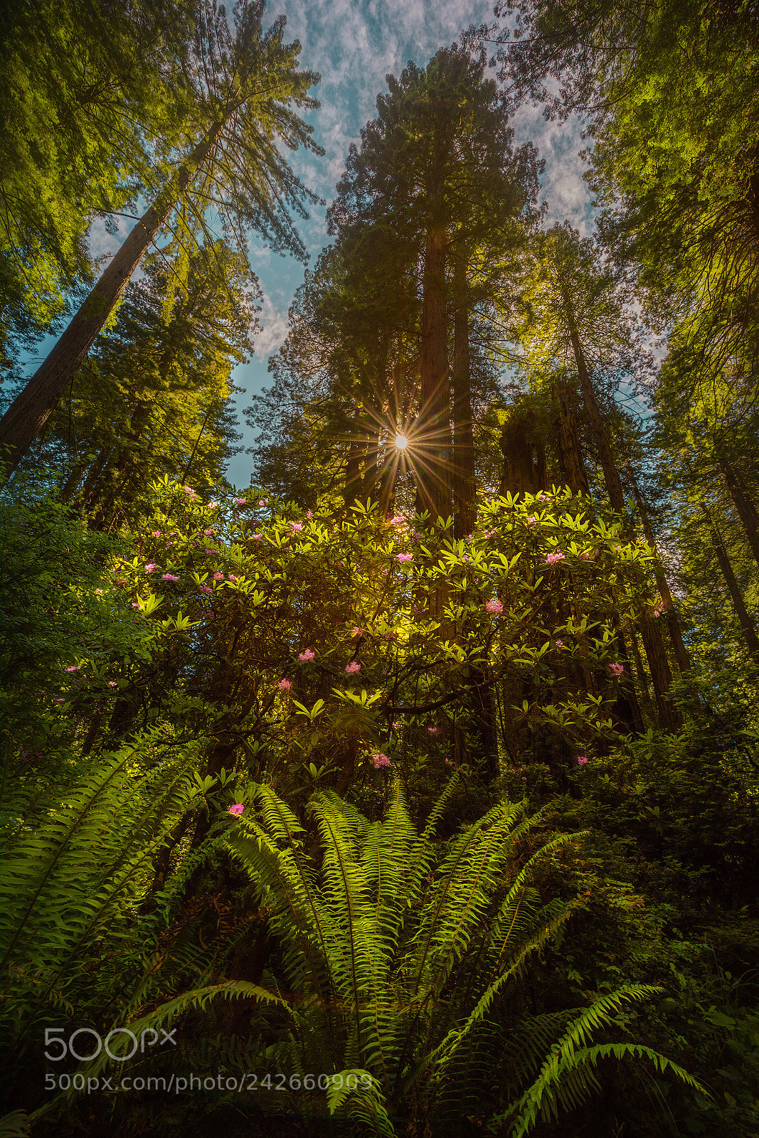 Nikon D810 sample photo. Redwood rhodos photography