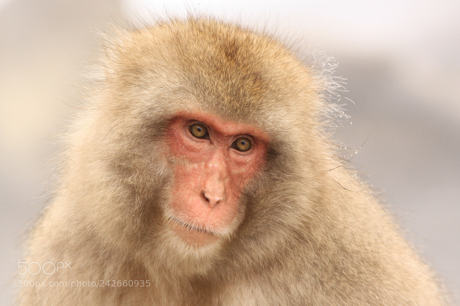 Canon EOS 50D sample photo. Japanese macaque photography