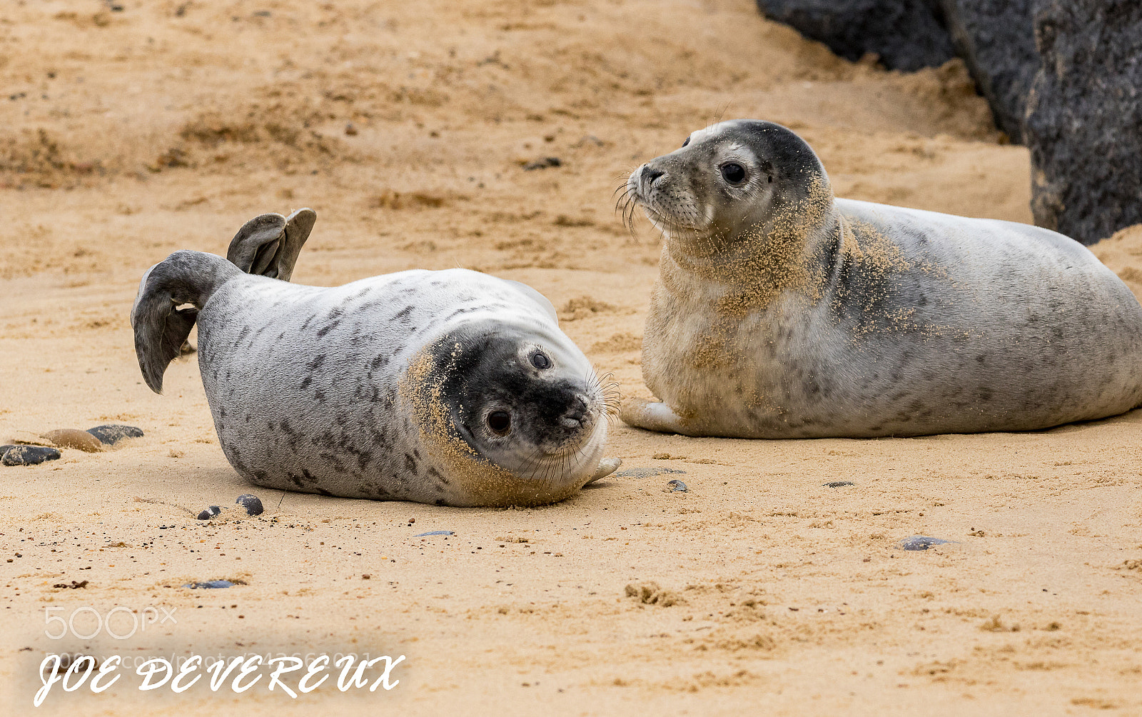 Canon EOS 7D Mark II sample photo. Seal pups photography