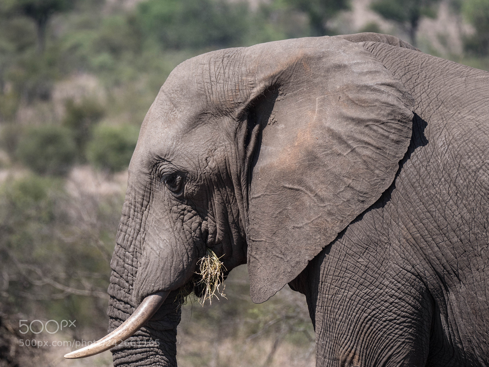 Panasonic Lumix DMC-GX8 sample photo. Munching elephant photography