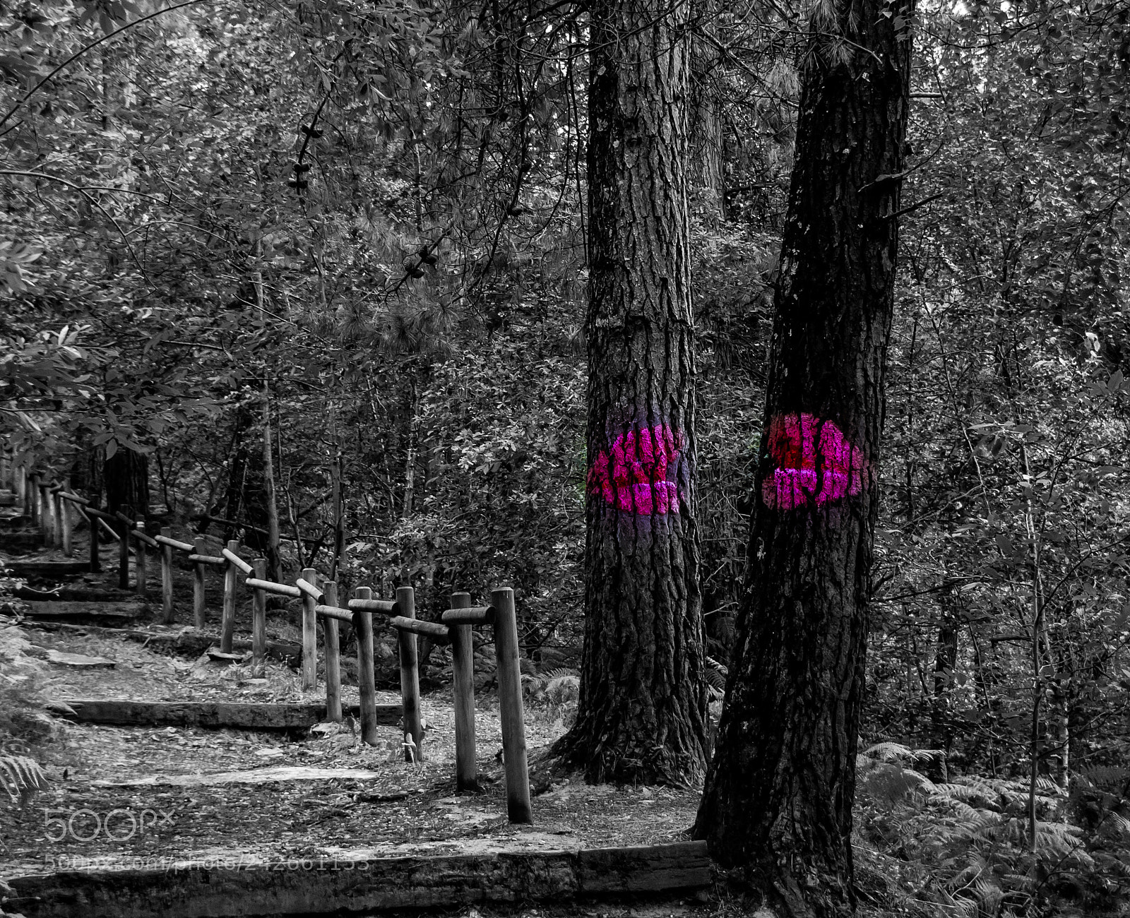 Nikon D5000 sample photo. Forest painted photography
