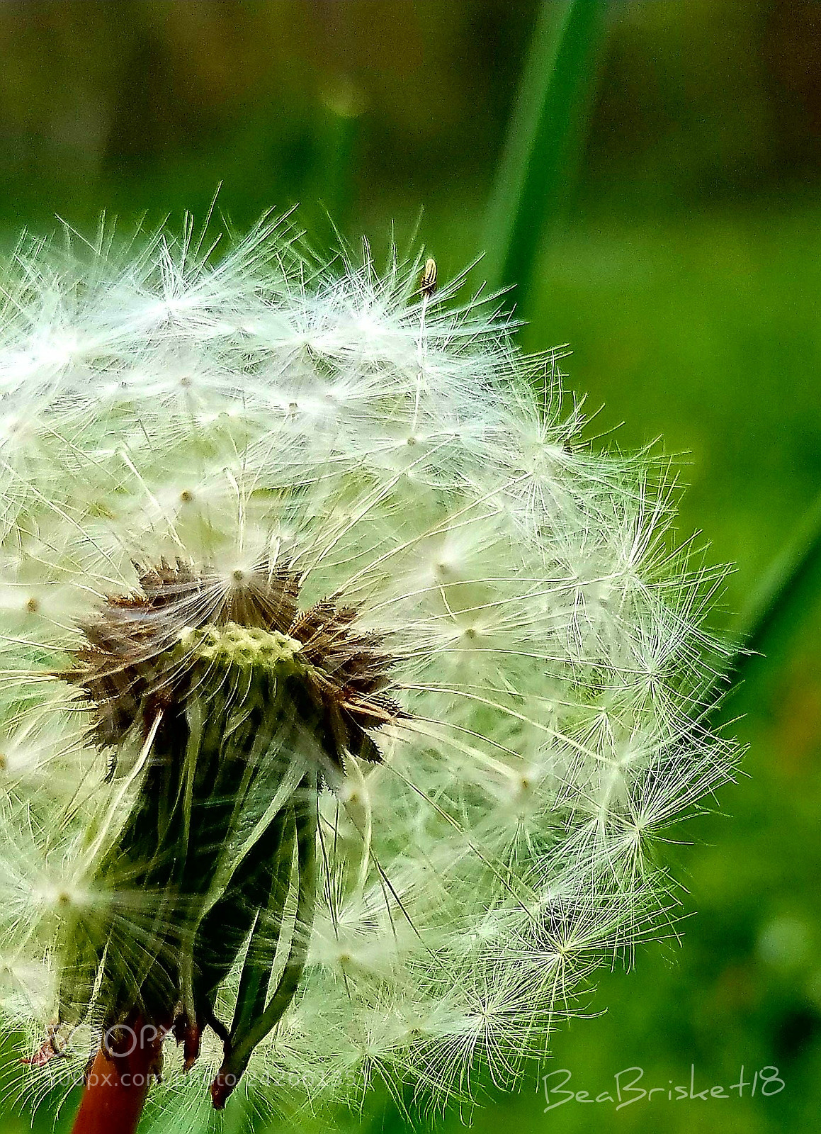 Samsung Galaxy S7 sample photo. Wishing for more poofs photography