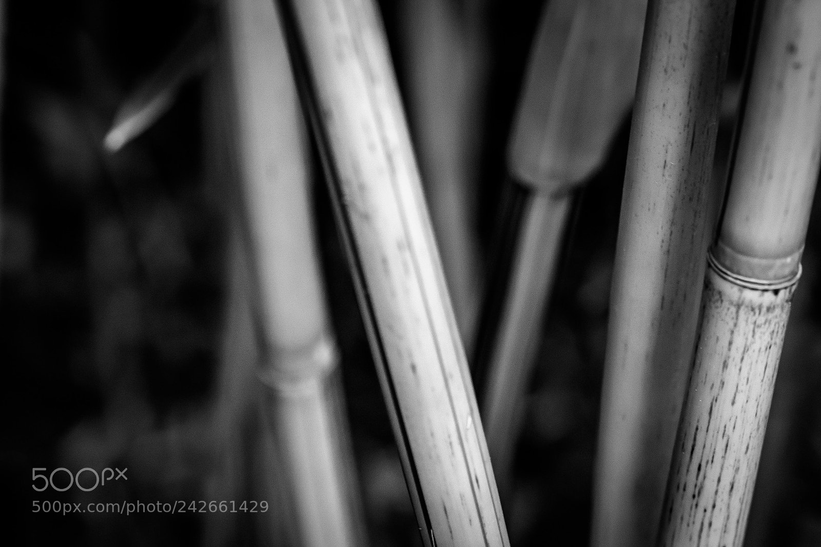 Nikon D5500 sample photo. Cane of the garden  photography