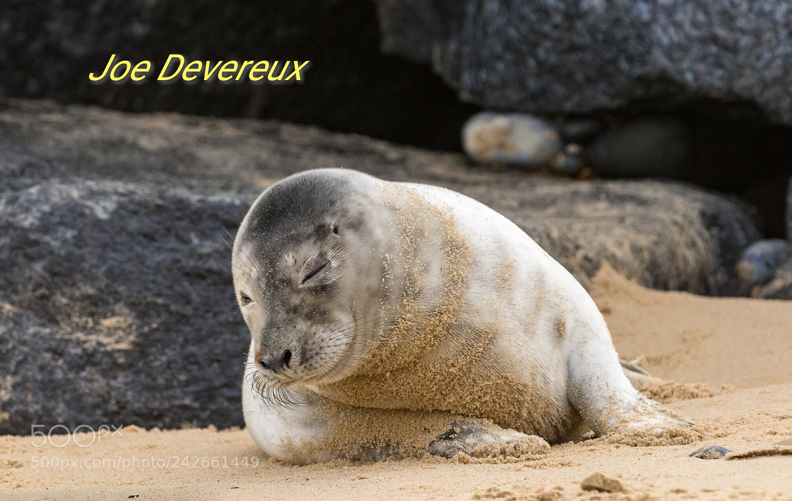 Canon EOS 7D Mark II sample photo. Seal pup photography