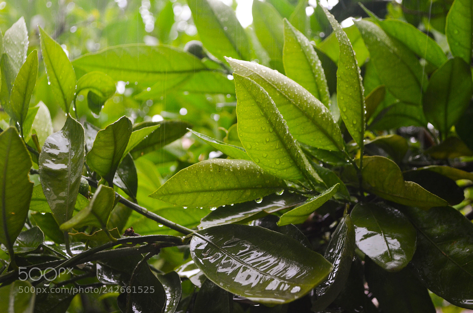 Nikon D5100 sample photo. Rain photography