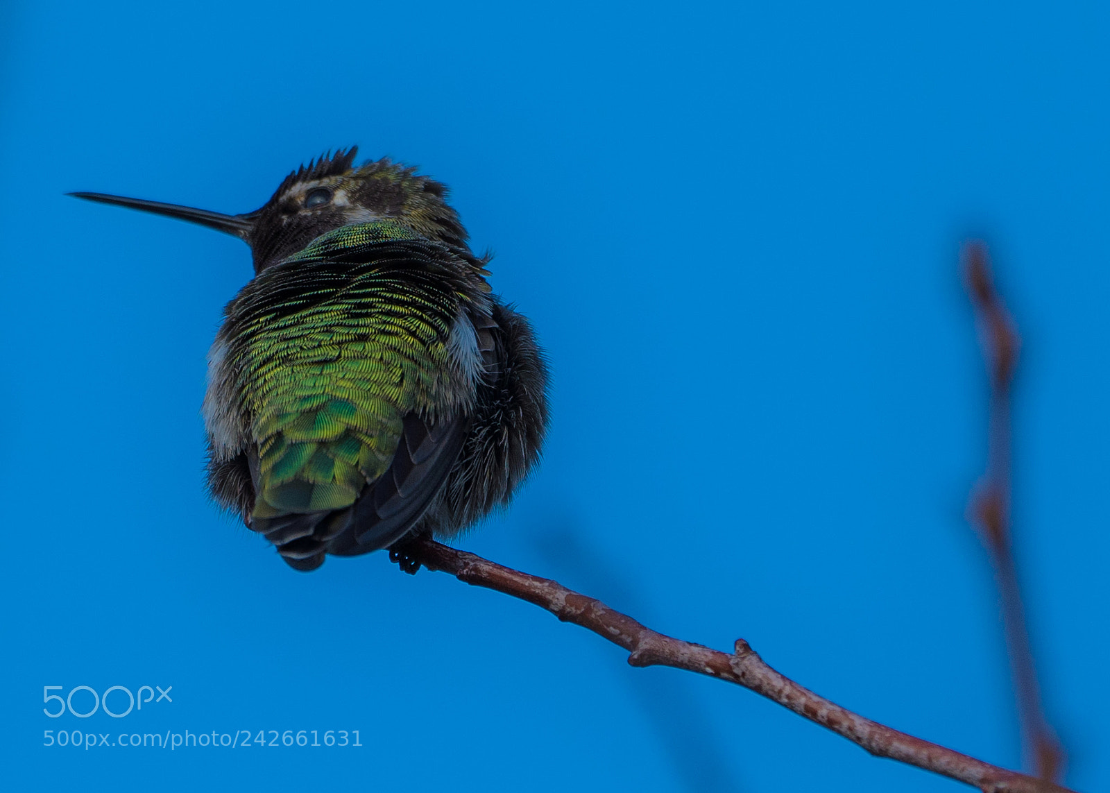 Sony a7R III sample photo. Anna's hummingbird at magnusson photography