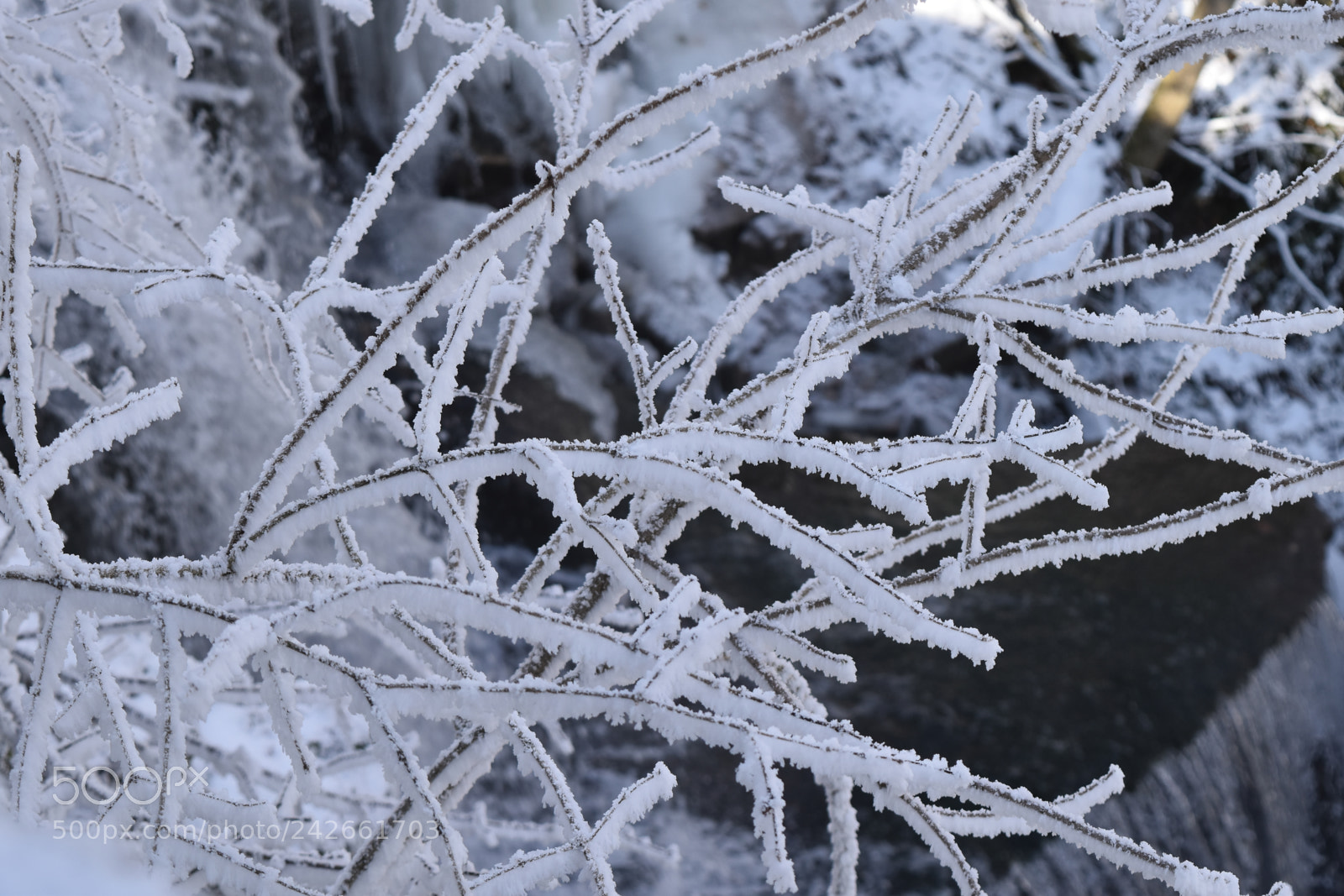 Nikon D5500 sample photo. Frozen trees photography