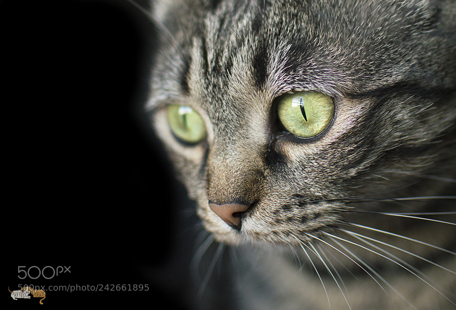 Nikon D3200 sample photo. Pretty green eyes photography