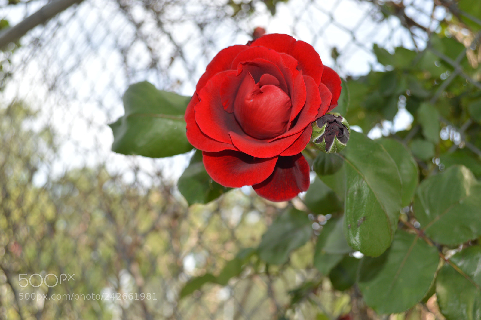 Nikon D3200 sample photo. Dsc photography