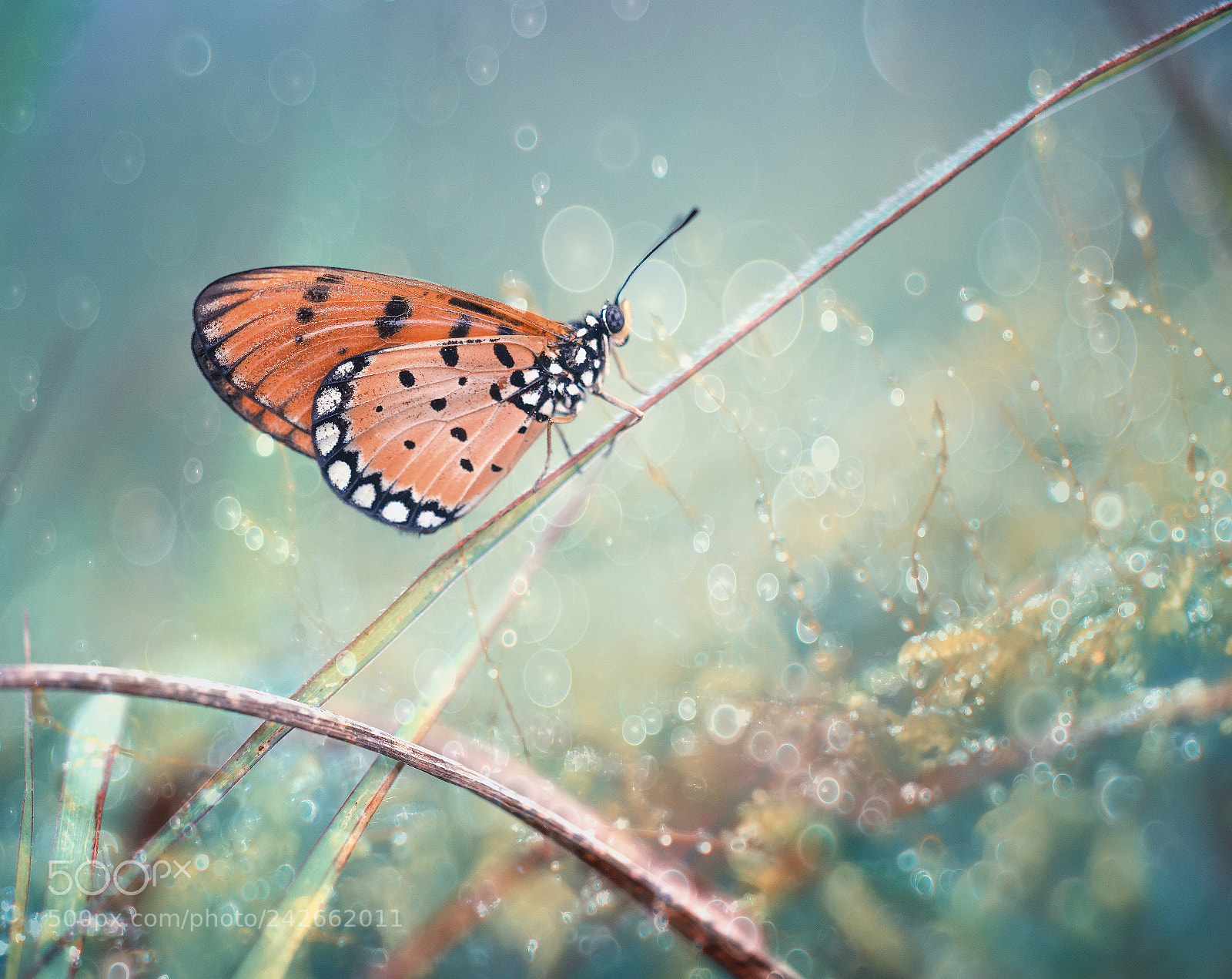Nikon D800 sample photo. Butterfly,, morning, bokeh, colorfull photography