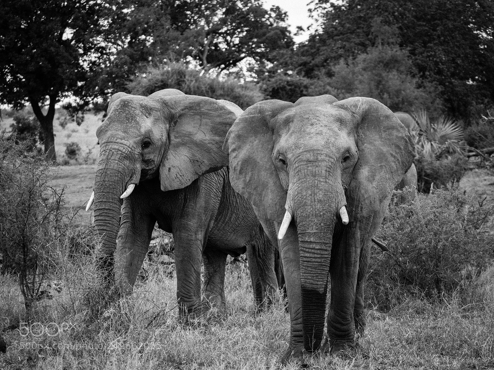 Panasonic Lumix DMC-GX8 sample photo. Masterful elephant pair photography