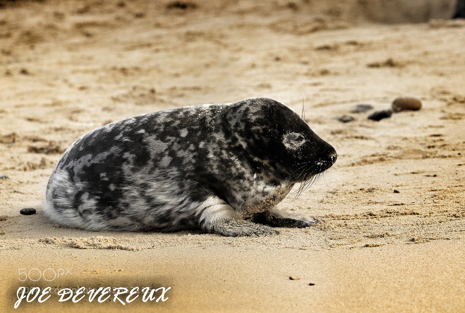 Canon EOS 7D Mark II sample photo. Seal pup photography