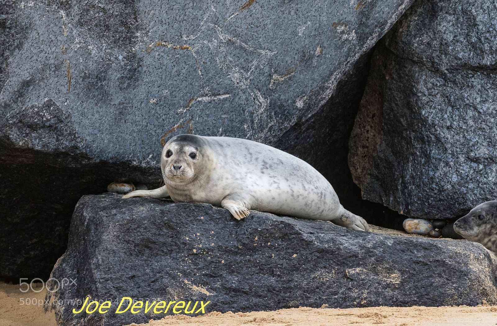 Canon EOS 7D Mark II sample photo. Seal pup photography