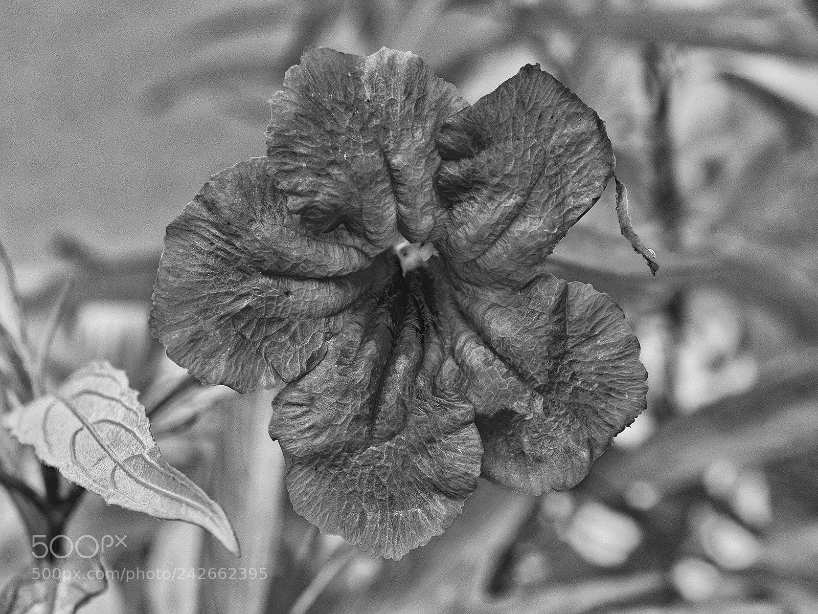 Fujifilm X-T1 sample photo. Aging # 2 photography