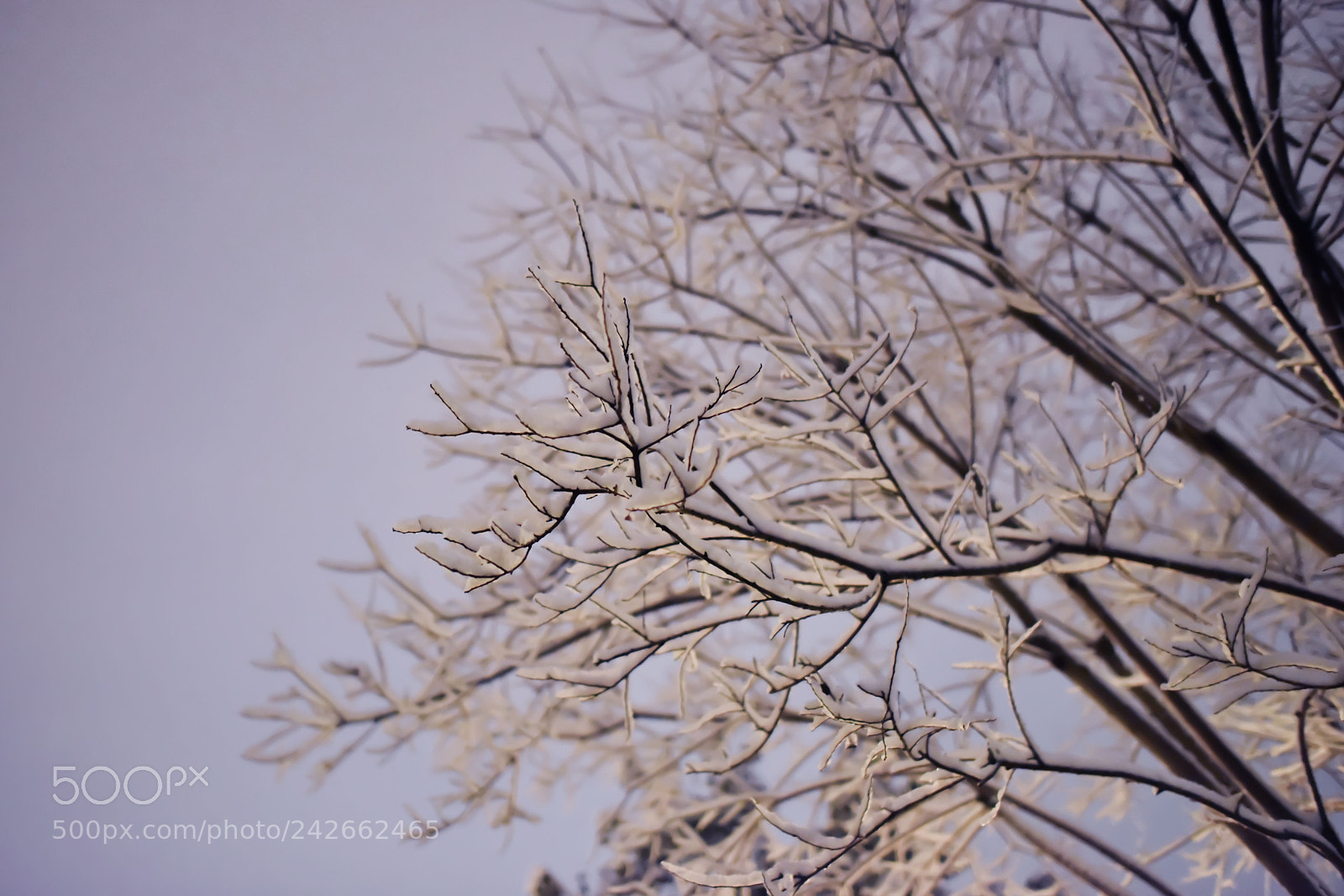 Nikon D810 sample photo. Snow tree photography