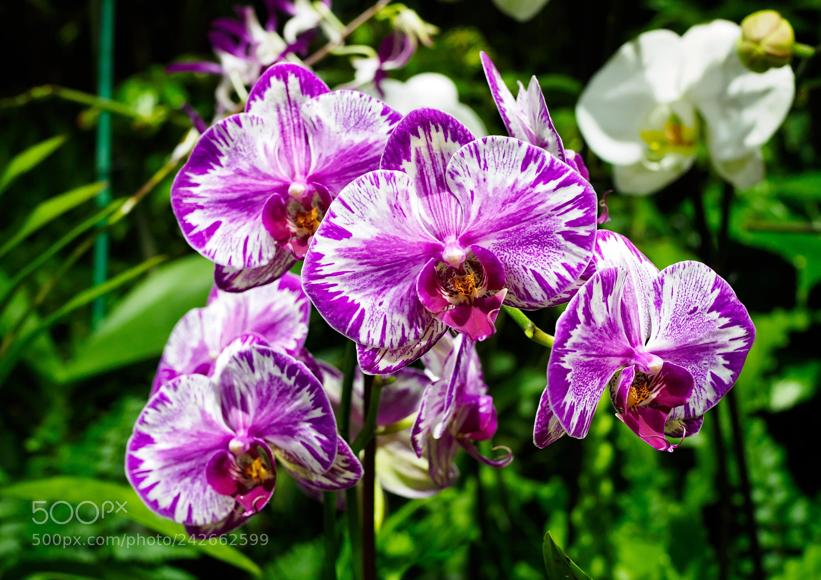 Olympus OM-D E-M1 sample photo. Moth orchid - phalaenopsis photography