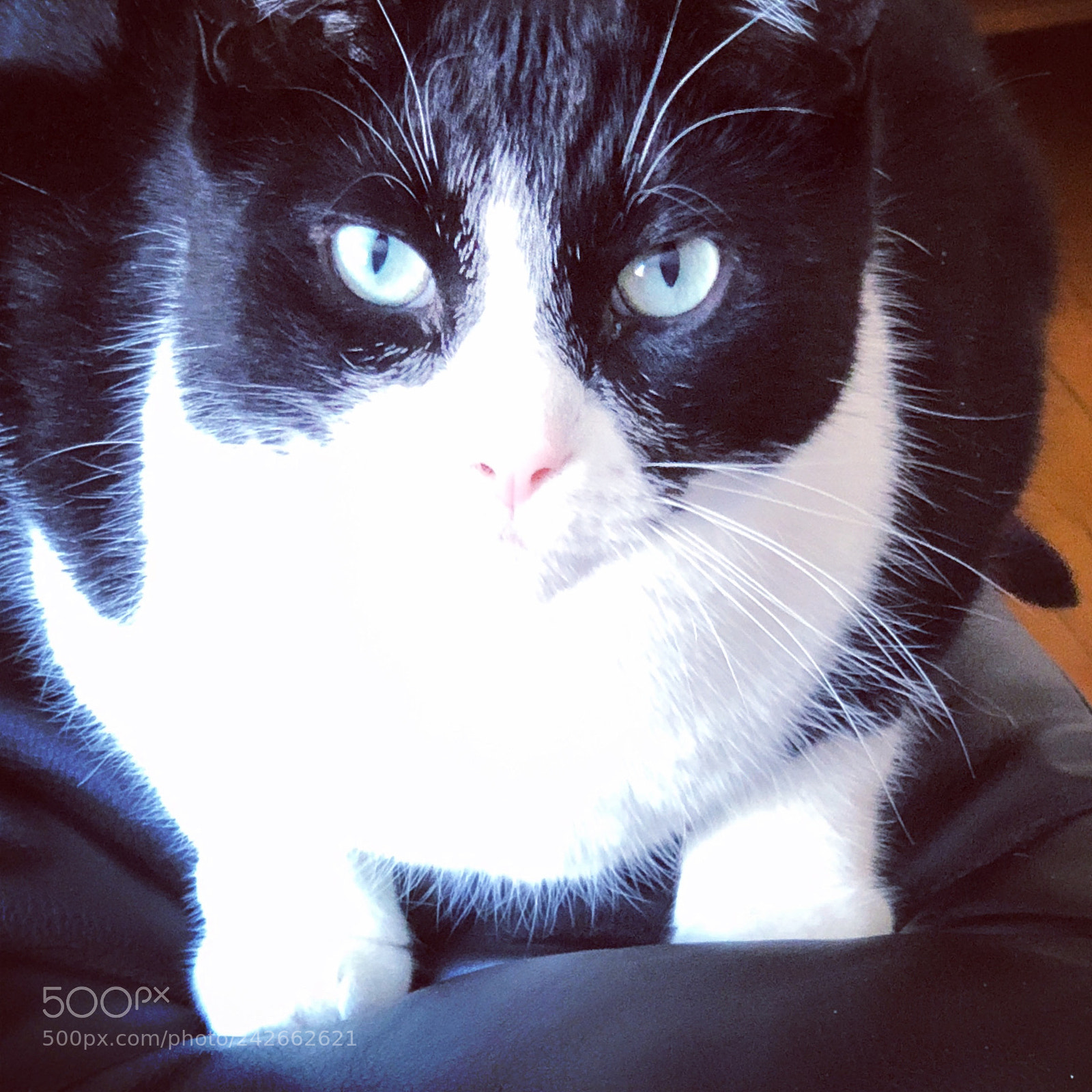 Apple iPhone X sample photo. Look into my eyes photography